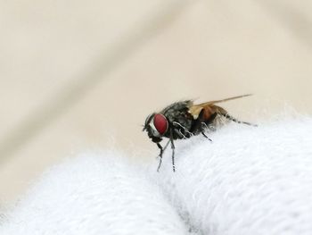 Close-up of insect on white surface