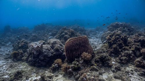 Barrel sponge coral and pufferfish at pagkilatan