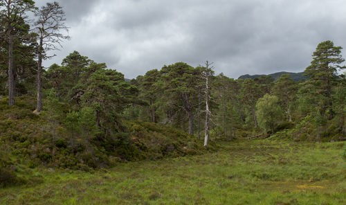 Trees against sky