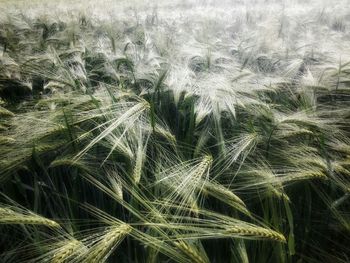 Full frame shot of plants