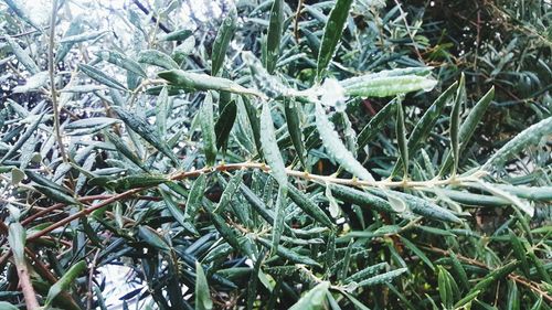 Full frame shot of pine tree