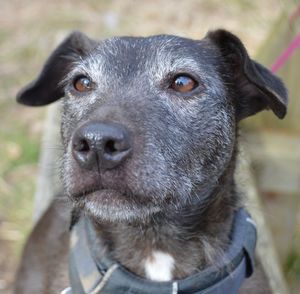 Close-up portrait of dog