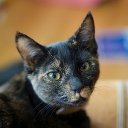 Close-up portrait of cat