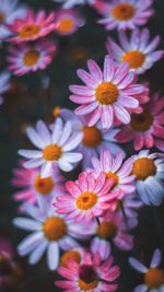 Close-up of pink flowering plants