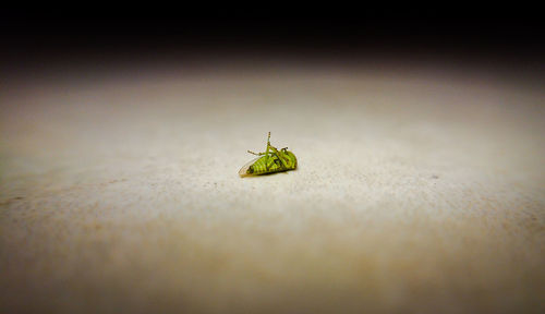 Close-up of insect on leaf