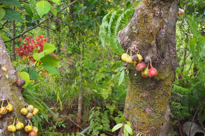 Fruits growing on tree