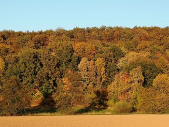 Plants growing on land against sky during autumn