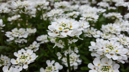 Close-up of white flowers