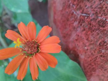 Close-up of flower blooming outdoors