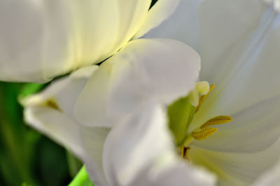 Close-up of insect on flower