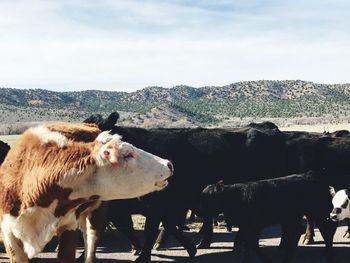 Cows standing on field against sky