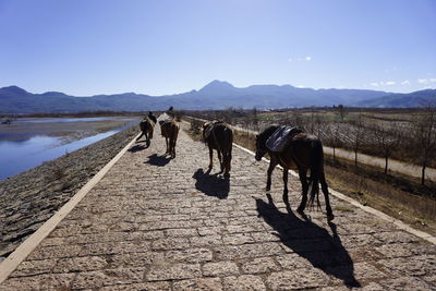 Rear view of man with horses walking on road against sky during sunny day