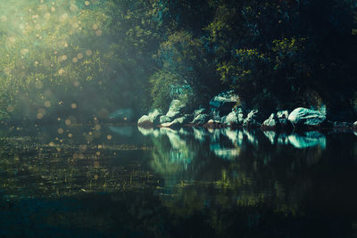 Reflection of trees in lake