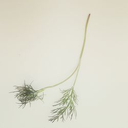 Close-up of plant over white background