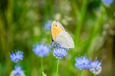 Close-up of butterfly pollinating on purple flower