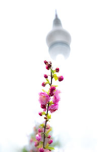 Low angle view of pink flowering plant against clear sky