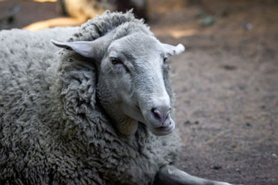 Close-up of a sheep
