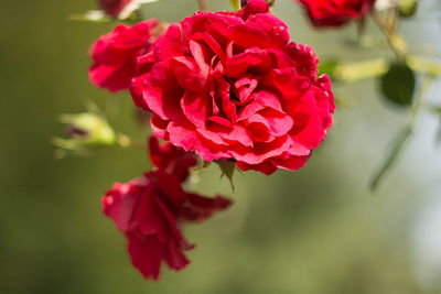 Close-up of red flower blooming outdoors