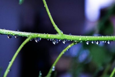 Close-up of wet spider web on plant during rainy season