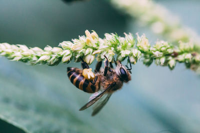 Close-up of bee pollinating on flower