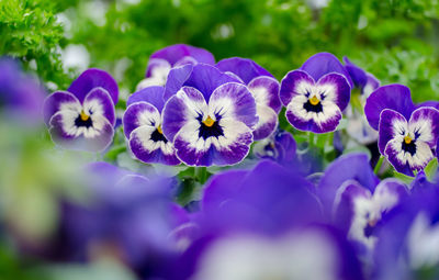 Close-up of purple flowers blooming outdoors