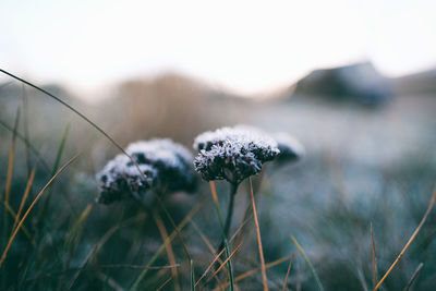 Close-up of wilted flowers