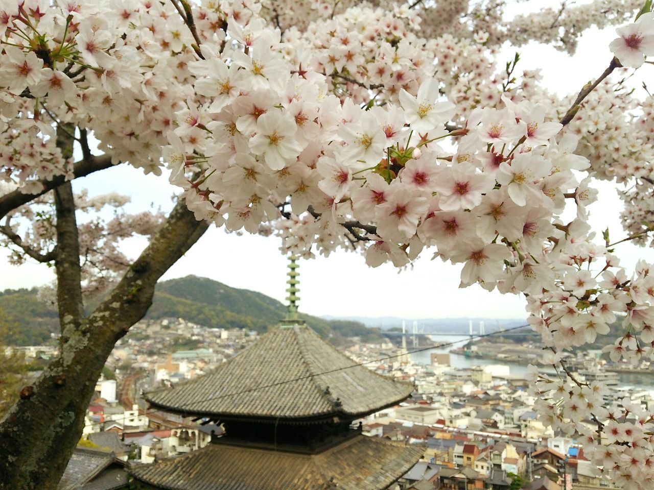 FLOWERS ON TREE TRUNK