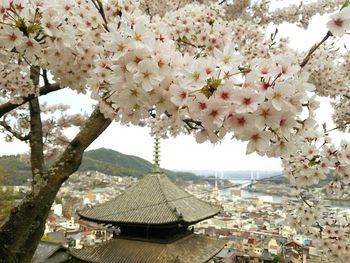 Blossoming tree