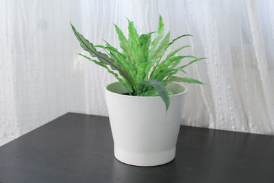 plant