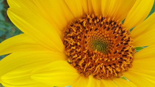 Macro shot of yellow flower