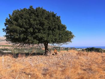 View of tree on field against sky