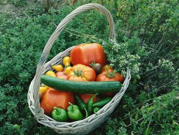 Close-up of vegetables in basket on field