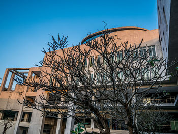 Low angle view of bare tree against building