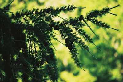 Low angle view of plants