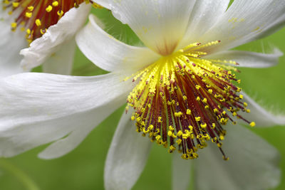 Close-up of fresh white rose flower