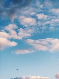 Low angle view of bird flying in sky