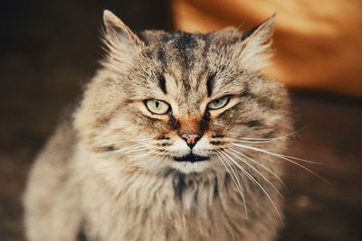 Close-up of cat