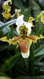 Close-up of flowers blooming outdoors