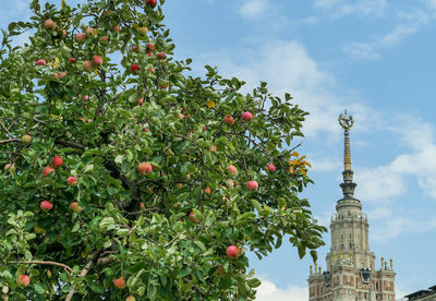 Green apple tree under blue cloudy sky in campus of moscow university in autumn