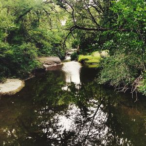 Scenic view of river amidst trees in forest