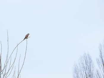 Low angle view of bird perching on plant against sky