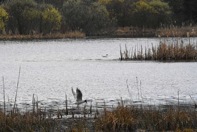 View of birds in lake