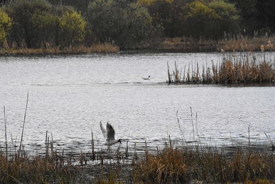 View of birds in lake