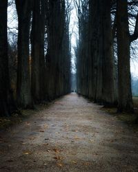 Dirt road amidst trees in forest