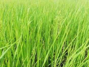 Full frame shot of corn field