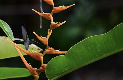 Close-up of praying mantis on plant