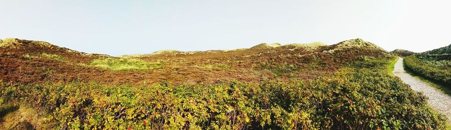 Scenic view of field against clear sky