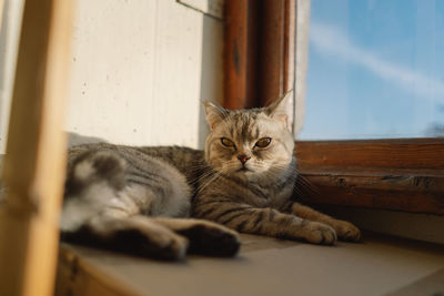 Portrait of a beautiful cat. cute cat portrait. happy pet.