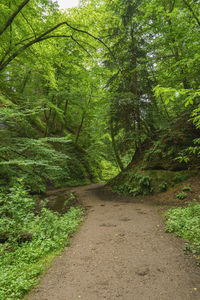 Dirt road along plants and trees in forest