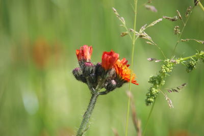 Close-up of red flowering plant